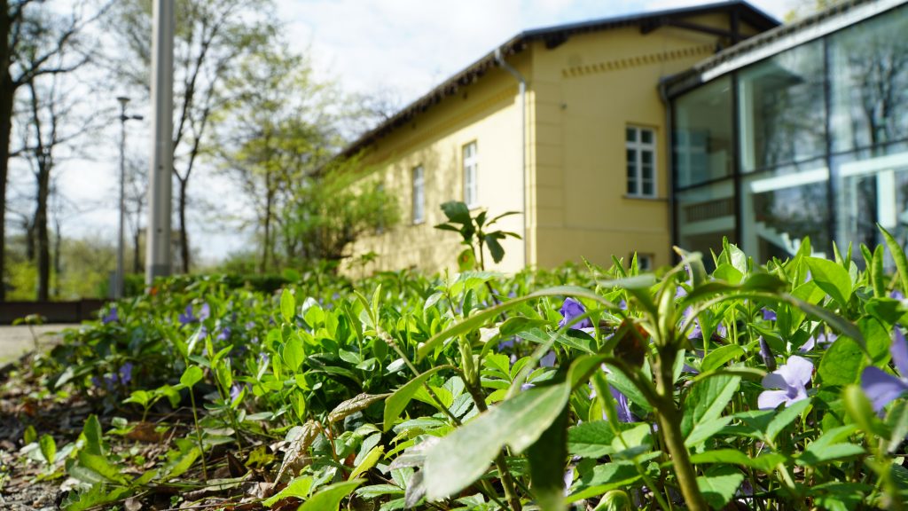 Alt=” Na zdjęciu widoczne są niebieskie kwiatuszki wśród zielonych listów. Roślina pokrywa ziemię. Jest niska, zastępuje trawę. W tle widać budynek Centrum Kultury i Aktywności. Zdjęcie wykonane w parku przed CKiA wczesną wiosną.”